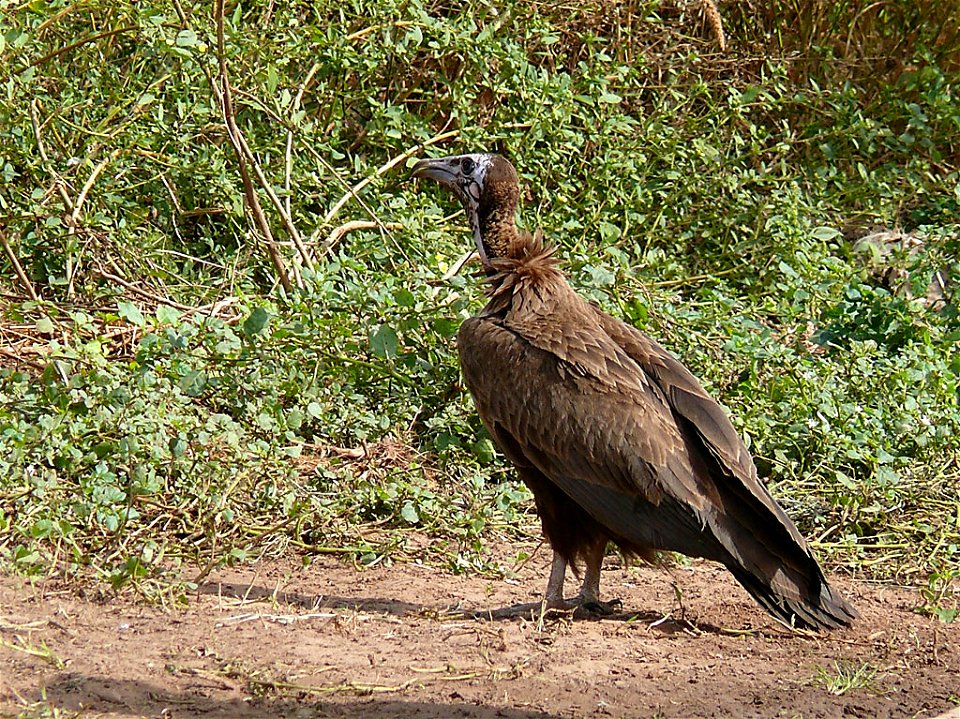 Hooded vulture photographed near Nioro, Senegal.