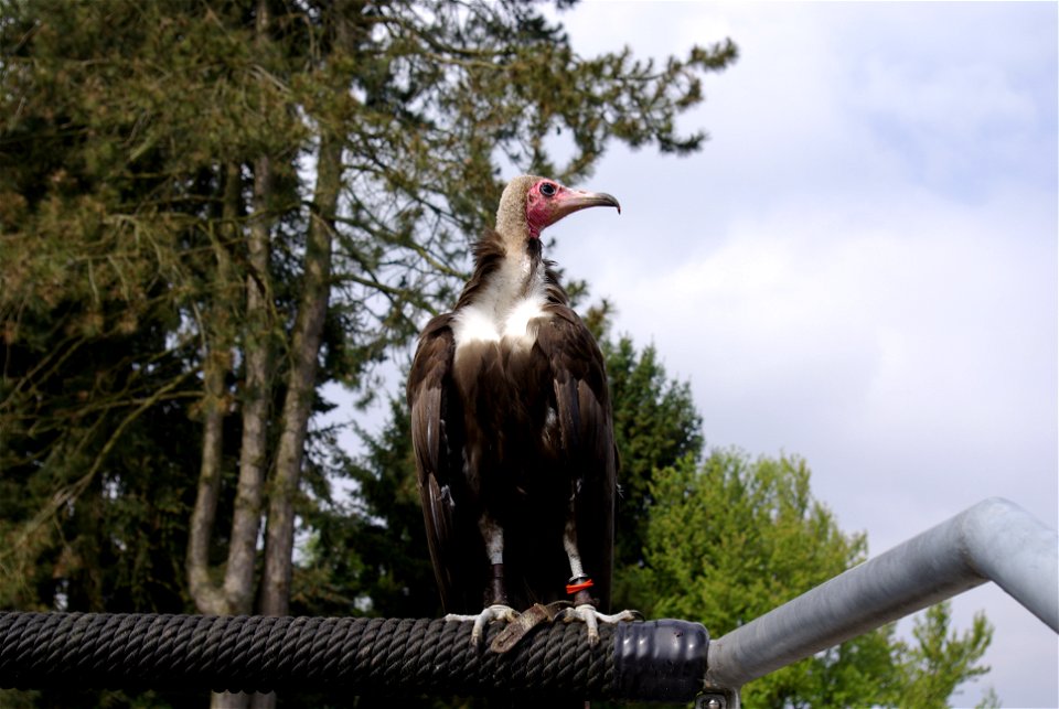 Wollkopfgeier auf der Adlerwarte Berlebeck, Teutoburger Wald