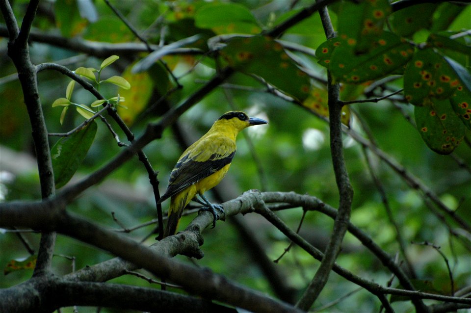 Black naped Oriole (Oriolus chinensis) in Borneo