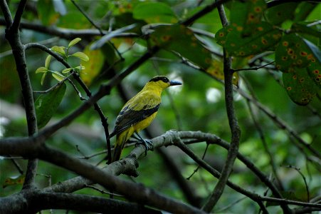 Black naped Oriole (Oriolus chinensis) in Borneo