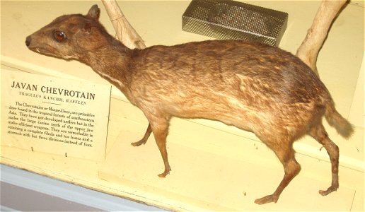 This is a photograph of a Javan Chevrotain (Tragulus kanchil). This photograph is from the Harvard Museum of Natural History / Peabody Museum. Although no copyright has been asserted for the subject m photo