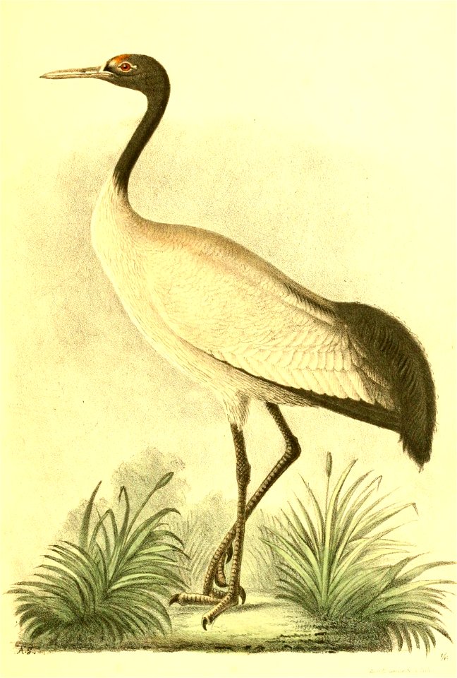 Black-necked Crane Grus nigricollis