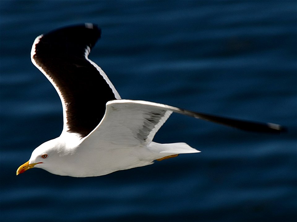 Flying, mature, Lesser Black-backed Gull. Photographed in Stockholm, Sweden.