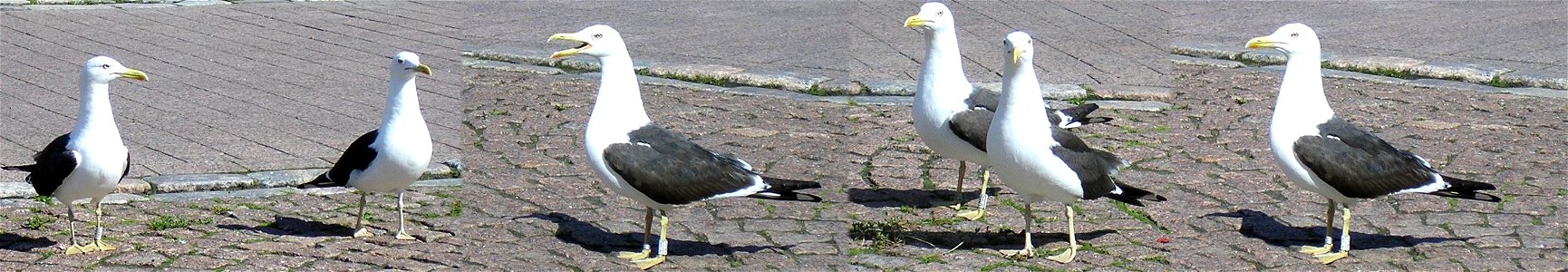 Lesser Black-backed Gull in Helsinki, Finland