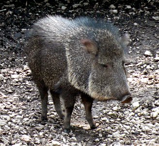 Chacoan peccary (Catagonus wagneri)