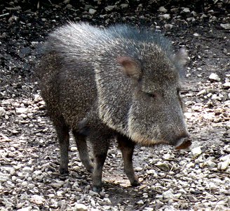 Chacoan peccary (Catagonus wagneri) photo