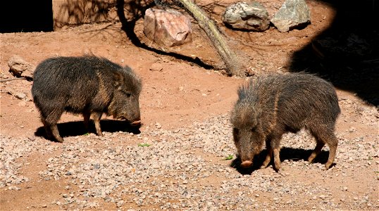 A pair of Chacoan peccaries (Catagonus wagneri).  Photographed at the Phoenix Zoo, Phoenix, AZ.