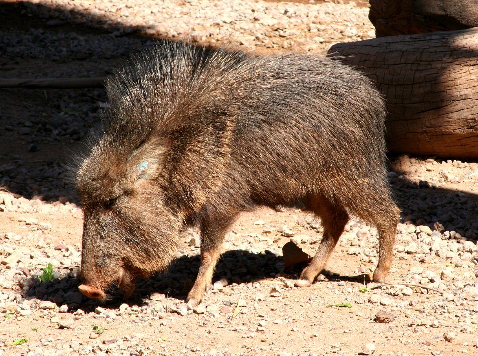 Chacoan peccary (Catagonus wagneri).  Photographed at the Phoenix Zoo, Phoenix, AZ.