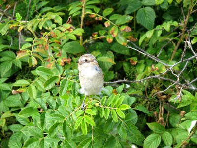 Lanius collurio, juvenile; Alexandria Park, Peterhof, St. Petersburg, Russia photo