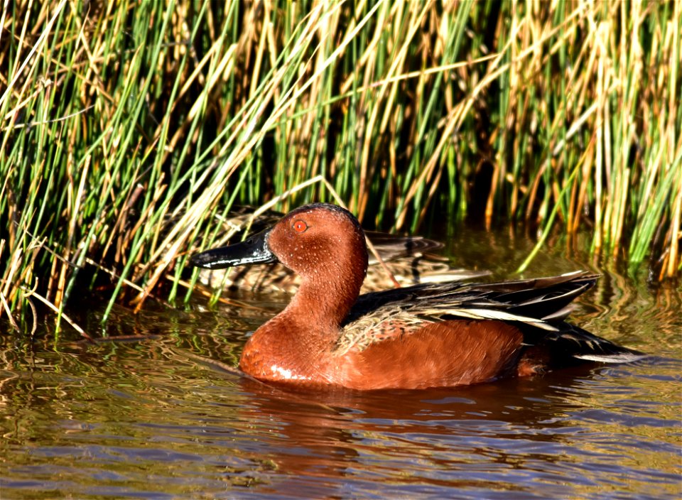 Photo: Tom Koerner/USFWS
