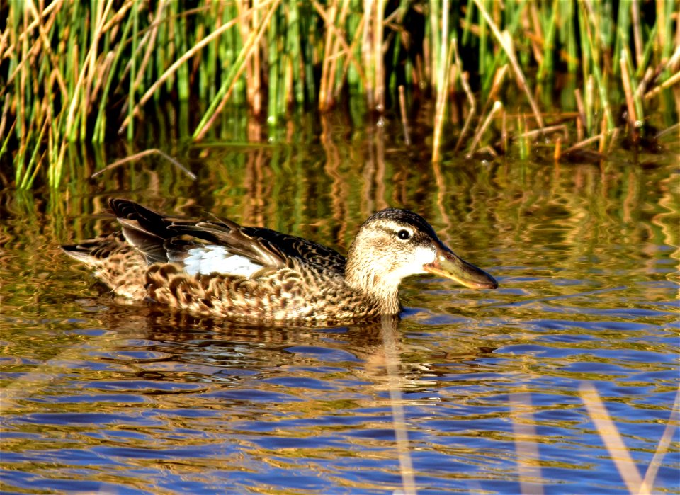 Photo: Tom Koerner/USFWS