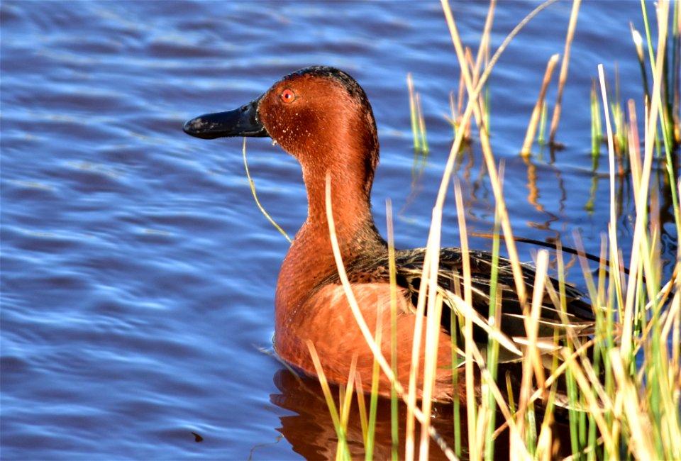 Photo: Tom Koerner/USFWS