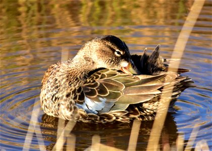 Photo: Tom Koerner/USFWS