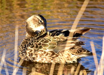 Photo: Tom Koerner/USFWS