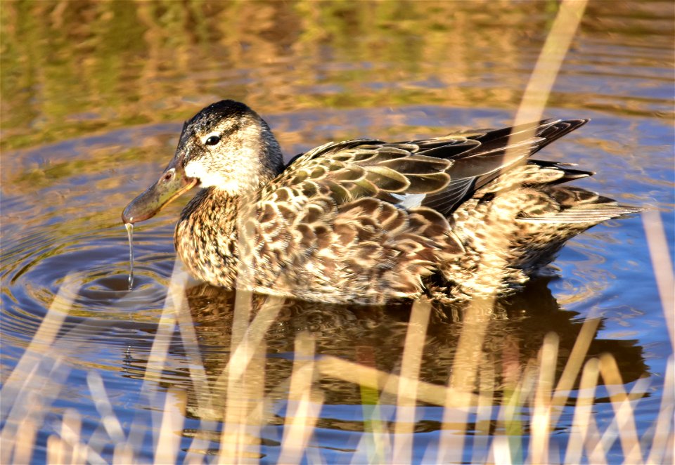 Photo: Tom Koerner/USFWS