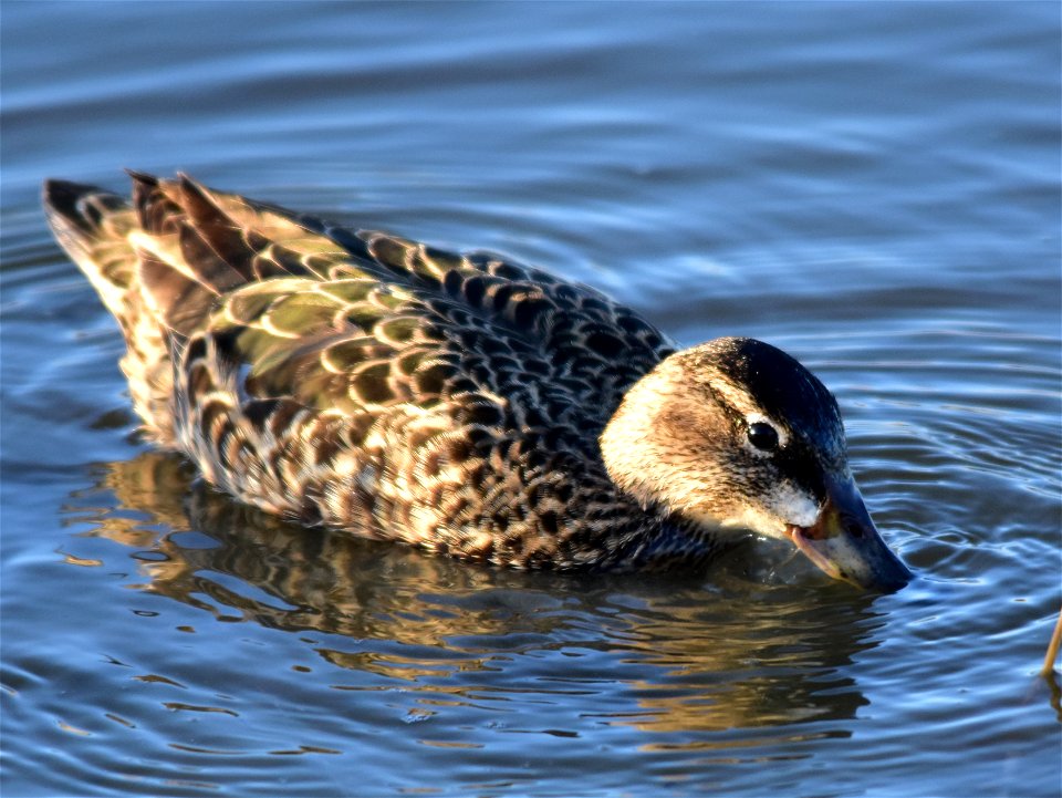 Photo: Tom Koerner/USFWS