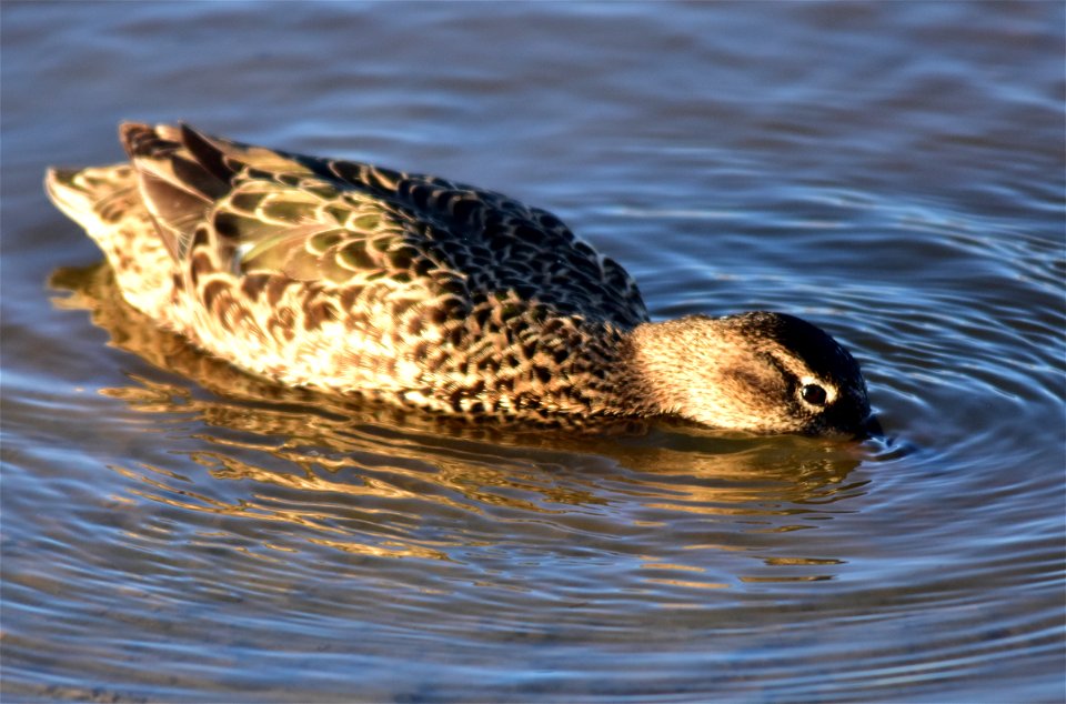 Photo: Tom Koerner/USFWS