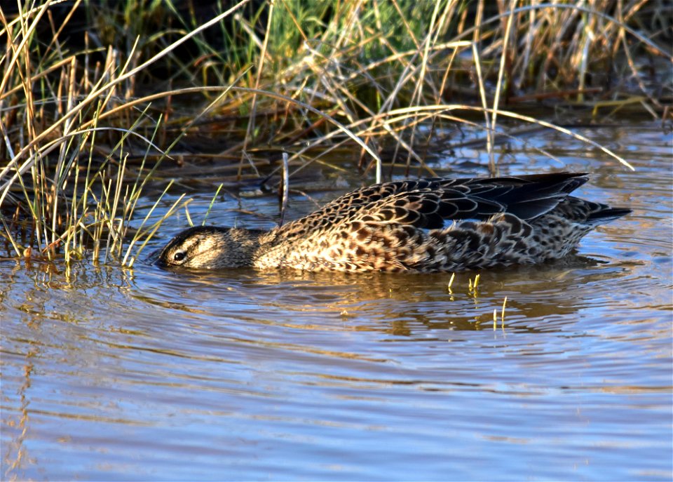 Photo: Tom Koerner/USFWS