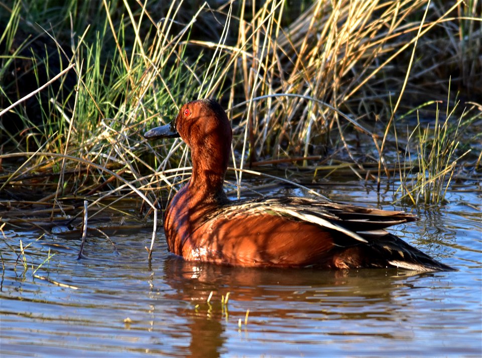 Photo: Tom Koerner/USFWS
