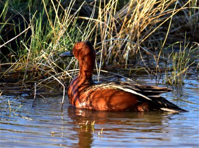 Photo: Tom Koerner/USFWS photo