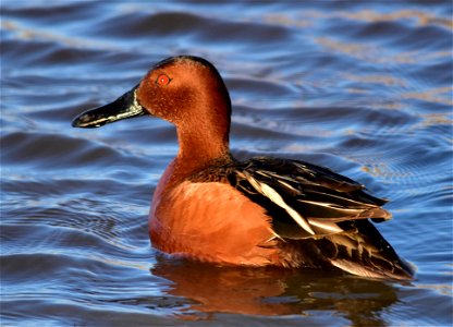 Photo: Tom Koerner/USFWS