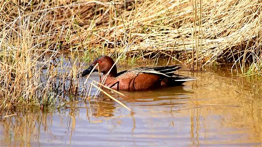 Video: Tom Koerner/USFWS