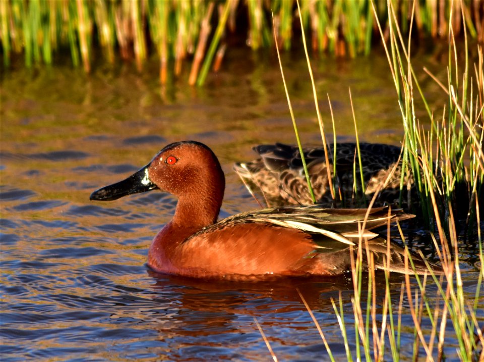 Photo: Tom Koerner/USFWS