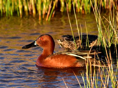 Photo: Tom Koerner/USFWS