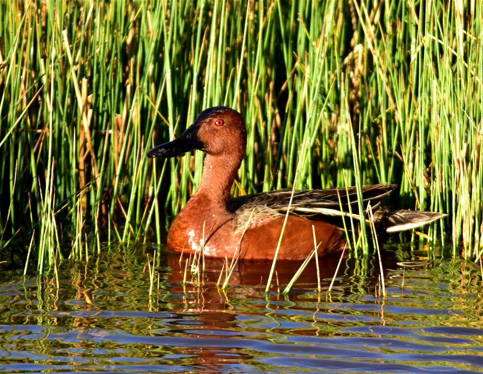 Photo: Tom Koerner/USFWS