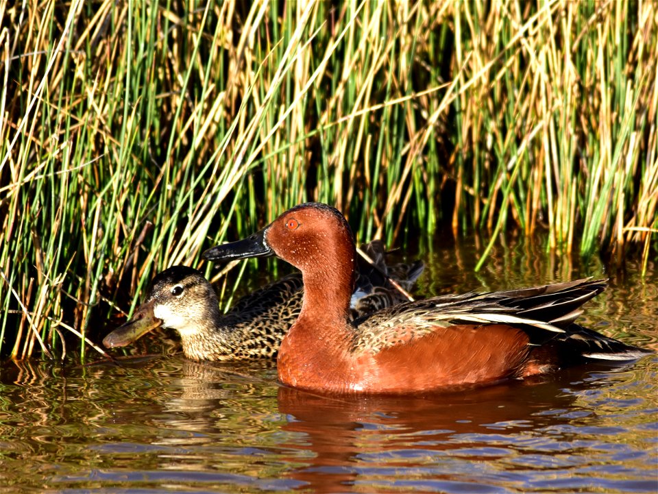 Photo: Tom Koerner/USFWS