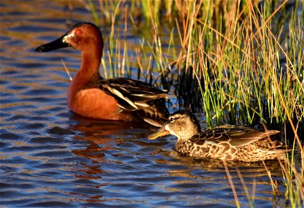 Photo: Tom Koerner/USFWS