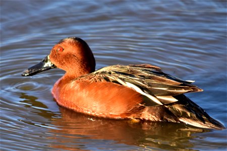 Photo: Tom Koerner/USFWS