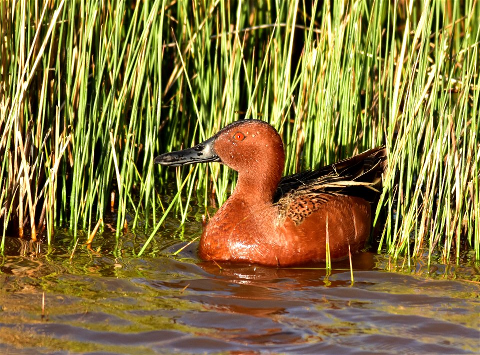 Photo: Tom Koerner/USFWS