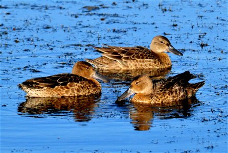 Photo: Tom Koerner/USFWS