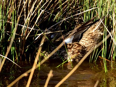 Photo: Tom Koerner/USFWS