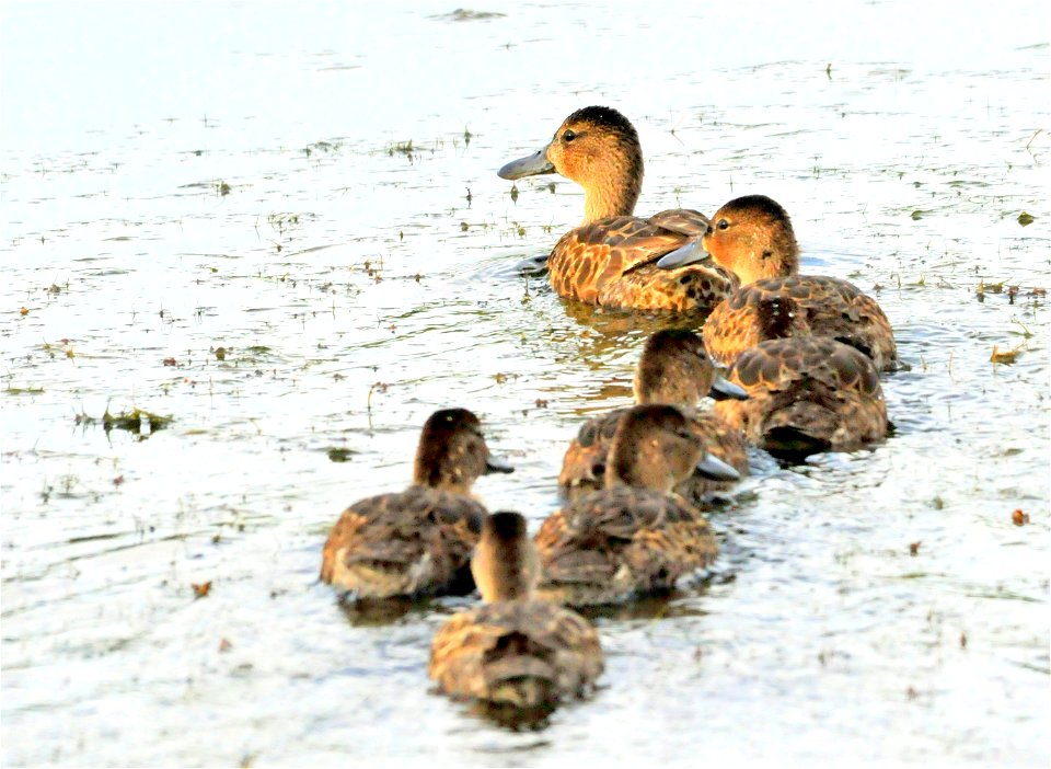 Cinnamon teal are one the most common species of waterfowl nesting on Seedskadee NWR.   There are also blue-winged teal nesting here, and the hens look almost identical.  The slightly spatulate tip of