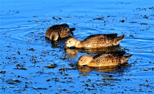 A cinnamon teal brood feeding on submerged aquatic vegetation and insects on Seedskadee NWR.  Photo:  Tom Koerner/USFWS