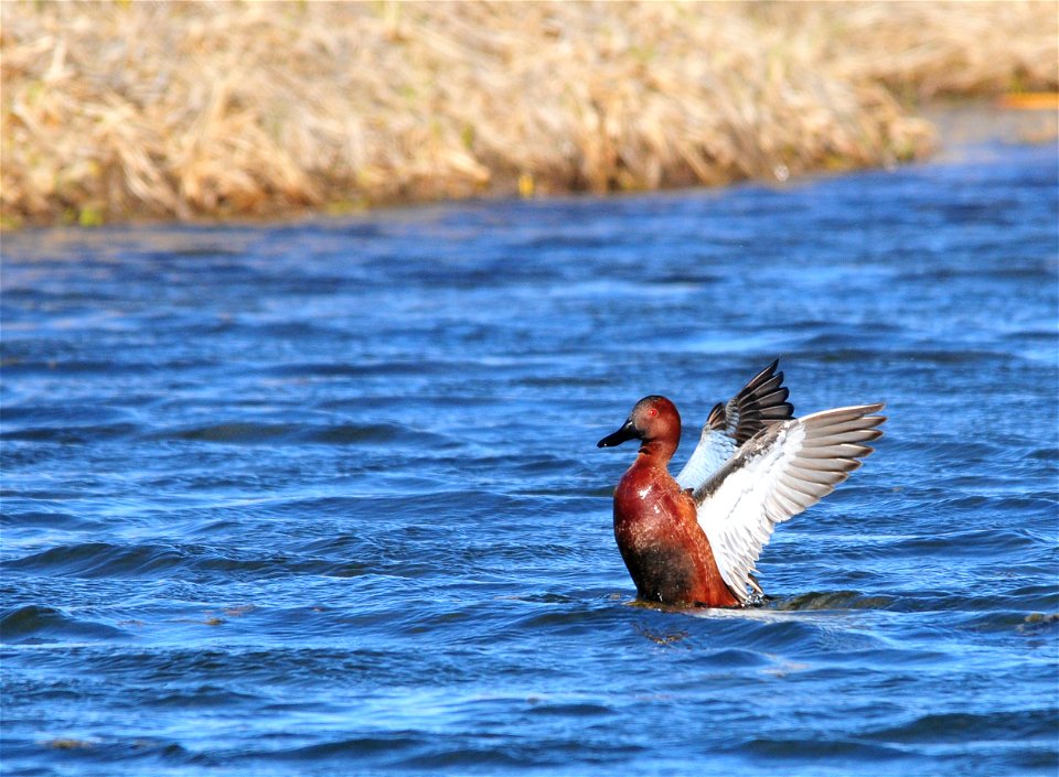 Photo: Tom Koerner/USFWS