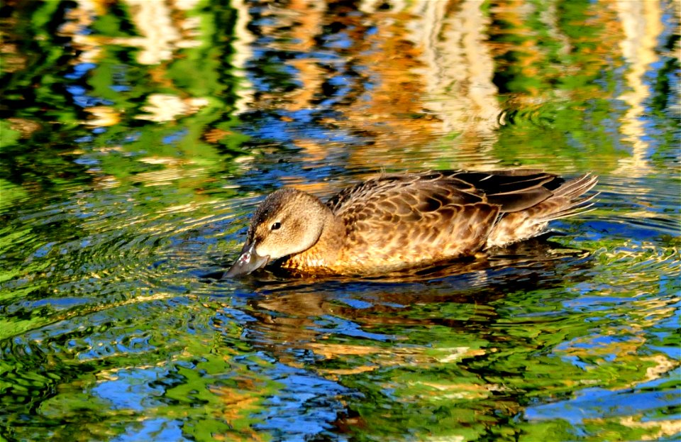A cinnamon teal feeding on submerged aquatic plants and insects.  Reflections from the waters surface make a kaleidoscope of colors. Photo: Tom Koerner/USFWS