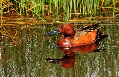 Photo: Tom Koerner/USFWS