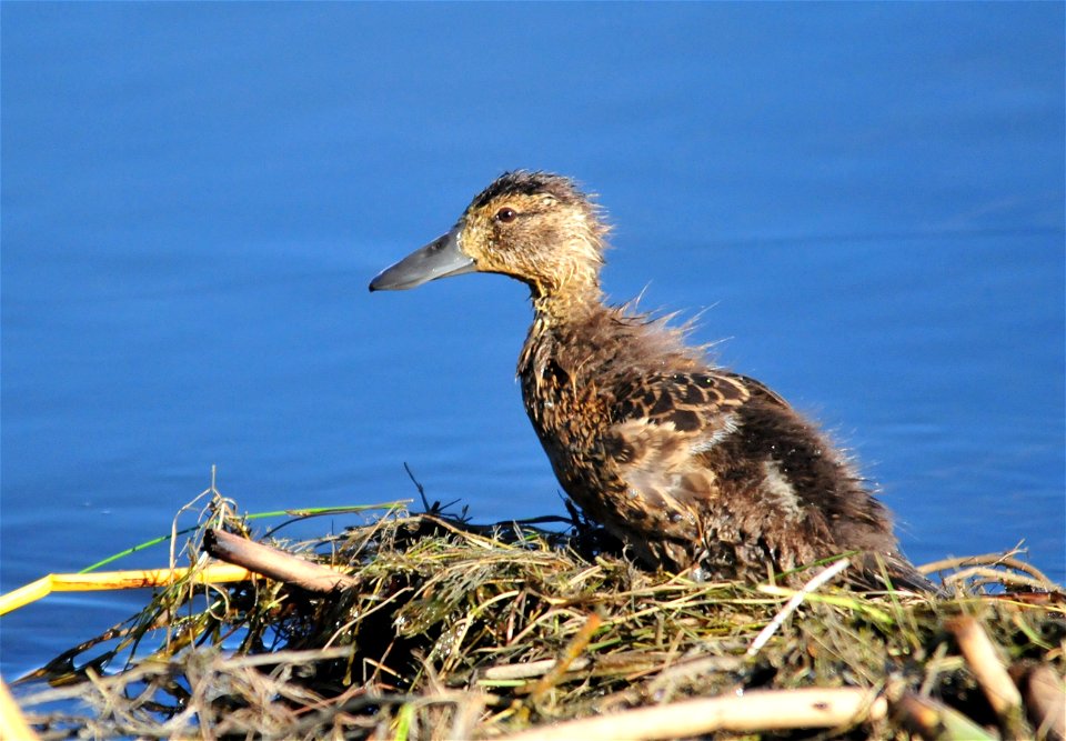 A cinnamon teal duckling is growing juvenille feathers over  its down feathers it hatched with. Growing a set of new feathers and building muscles and bones requires a diet of invertebrates.  The duck