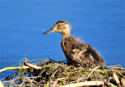 A cinnamon teal duckling is growing juvenille feathers over its down feathers it hatched with. Growing a set of new feathers and building muscles and bones requires a diet of invertebrates. The duck photo