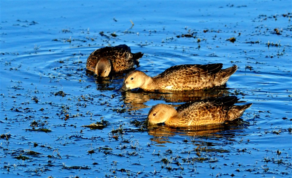 A brood of cinnamon teal feeding on pondweeds and aquatic insects on Seedskadee NWR.  As days shorten heading in to fall, many birds feed heavily to gain the necessary fat reserves to fuel their migra