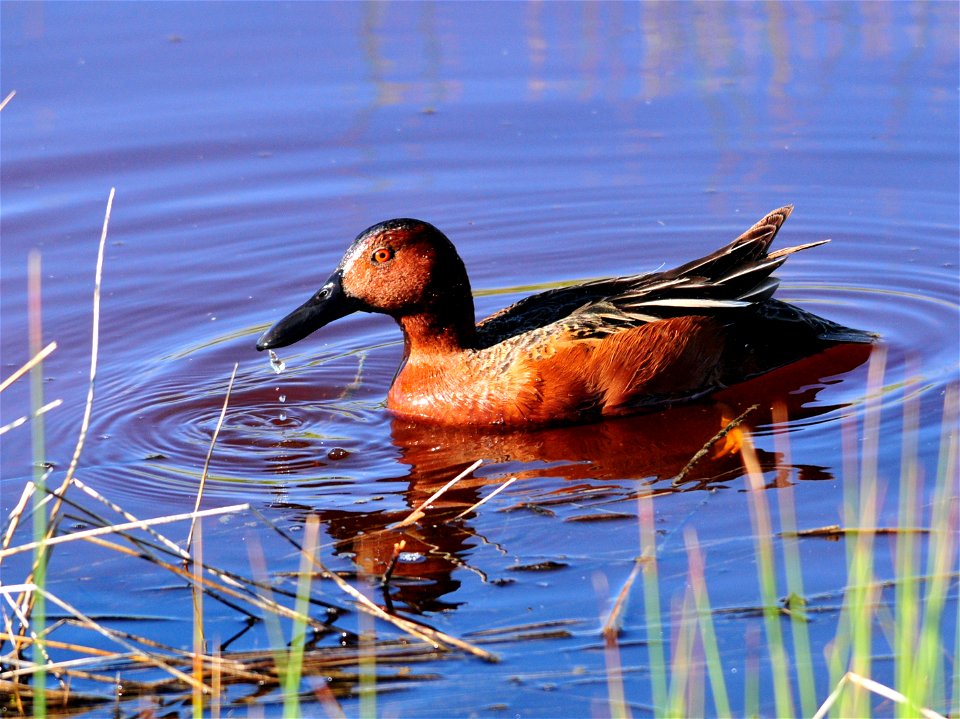 Photo: Tom Koerner/USFWS
