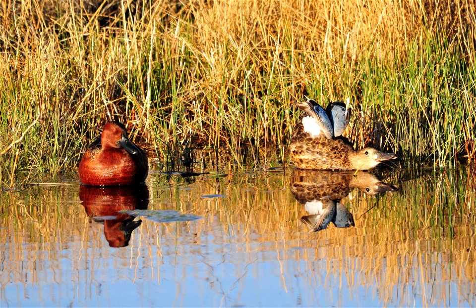 Photo: Tom Koerner/USFWS