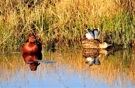 Photo: Tom Koerner/USFWS