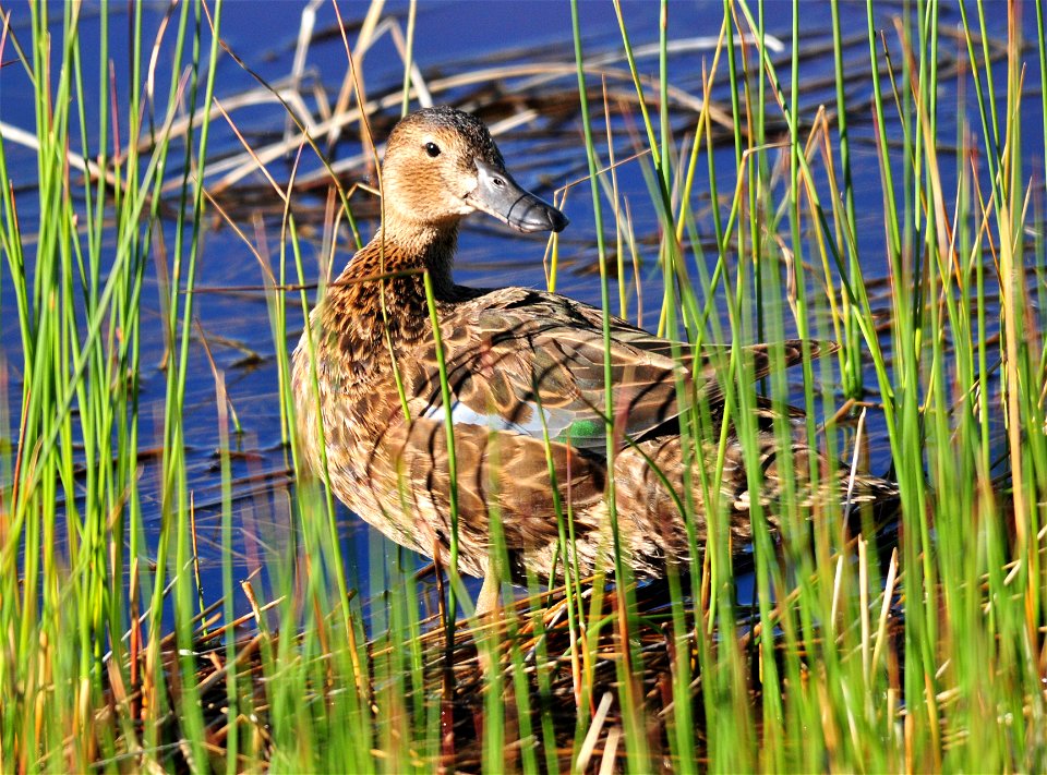Photo: Tom Koerner/USFWS