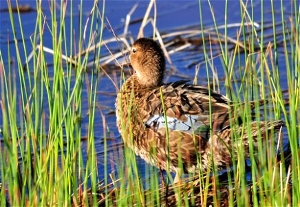 Photo: Tom Koerner/USFWS