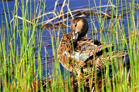 Photo: Tom Koerner/USFWS