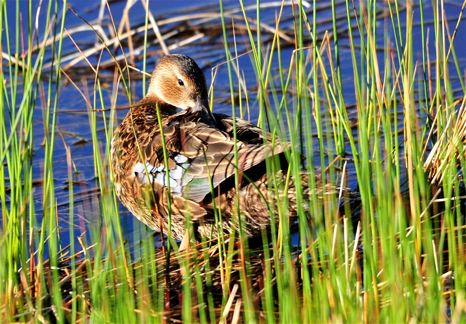 Photo: Tom Koerner/USFWS